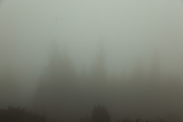 Fototapeta premium foggy summer morning