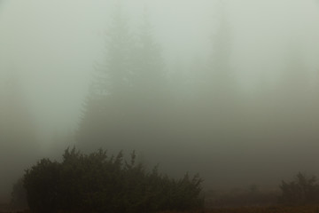 foggy summer morning