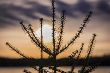 Fir tree at sunset