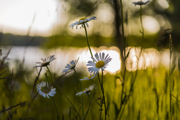 Wild daisies