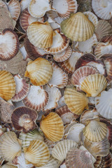 Seashell background, lots of Queen scallops