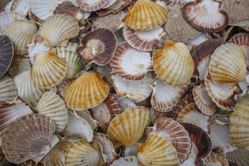 Seashell background, lots of Queen scallops