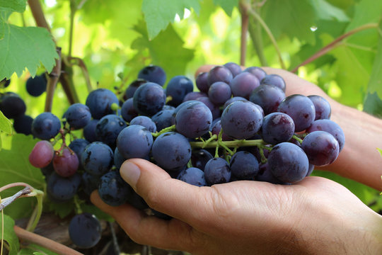 Farmers hands with harvested black grapes.