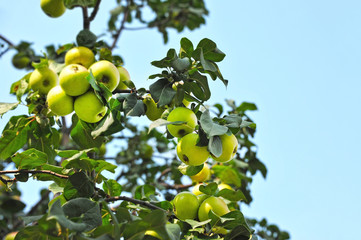 Green apple on branch