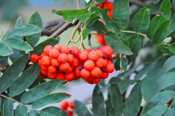 Rowan berries, Mountain ash (Sorbus)