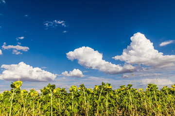 Beautiful sunflowers with a blue sky and clouds