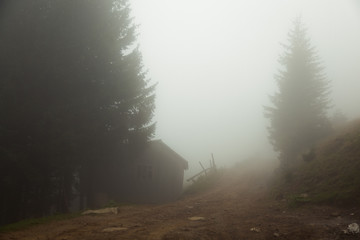Fototapeta na wymiar foggy summer morning