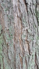 Tree Trunk Close-Up