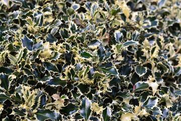 Pointy bush background