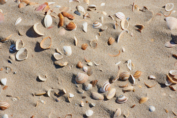 Fototapeta na wymiar shells lying in the sand, color photo as background