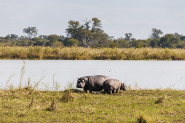 Naklejka na ściany i meble Hippos, Hippopotamus amphibius, in the Okavango / Hippos at the Okavango River, Namibia Southern Africa.