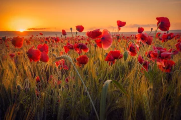 Wall murals Poppy Amazing beautiful multitude of poppies growing in a field of wheat at sunrise with dew drops