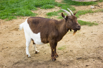 goats graze on green grass