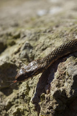 the head of a young river snake