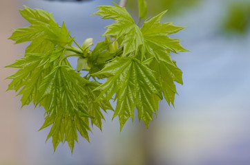 Young maple leaves