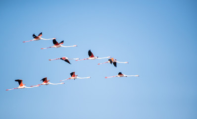 Flamingos