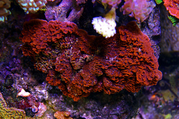 Montipora colorful SPS coral in Reef aquarium tank © Kolevski.V