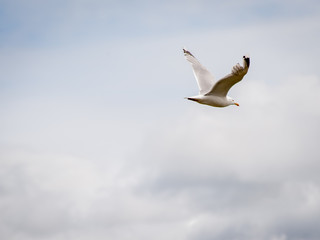 Flying Seagull