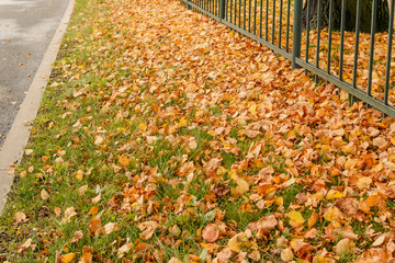 Colorful fall leaves on old fence. Yellow dry leaves lying green grass in park. Natural, autumn foliage, season, textures concept. Many dry leaves. Autumn time