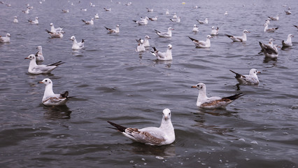 parade of the gulls