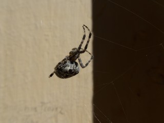 detail ofa spider on its web