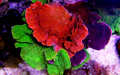 Fototapeta premium Montipora kolorowy koral SPS w akwarium Reef