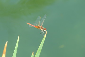 red dragonfly macro photo