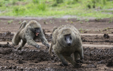 Querelle de Babouins