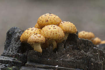 Pholiota aurivella mushroom