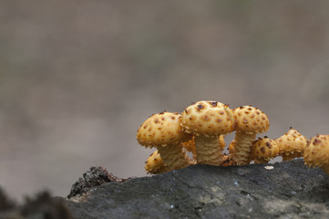 Pholiota aurivella mushroom