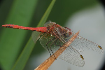 red dragonfly macro photo