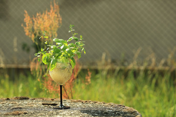 Zioła i korzenie w kieliszku na tle ogrodu. © Stanisław Błachowicz