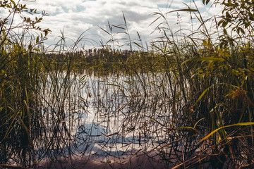 Obraz premium Reed beds in the water on a sunny day
