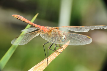 red dragonfly macro photo