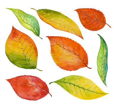 Set of watercolor  autumn leaves, paint texture