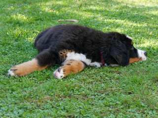 Fototapeta premium Berner Sennenhund