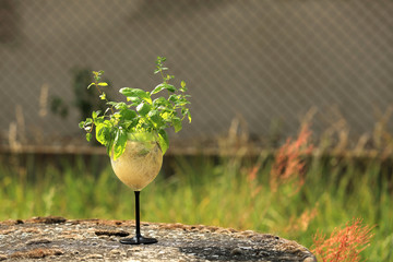 Zioła i korzenie w kieliszku na tle ogrodu. © Stanisław Błachowicz