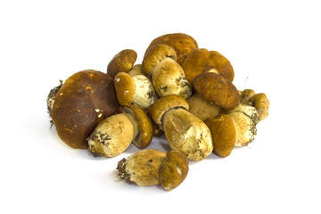 Raw mushrooms collection. Cep isolated on white