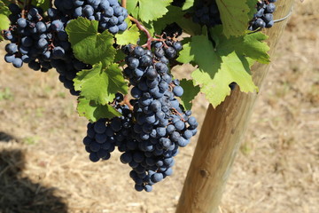Grapes are ripening in the vineyard
