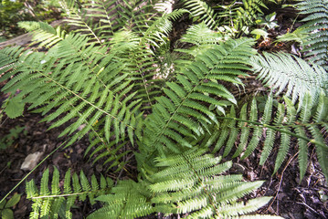 A fern close-up, Latvia