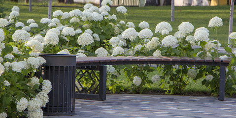 Hydrangea tree, white.Bush blooming on a green background.