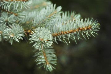 Pine branch close-up