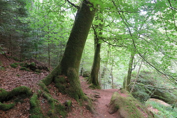 Im Wald von Huelgoat, Bretagne