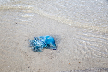 Obraz premium Blaue Nesselqualle