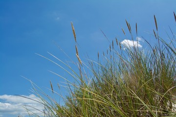 Ocean landscape with beach sea view, sand dune and grass, blue sky with clouds