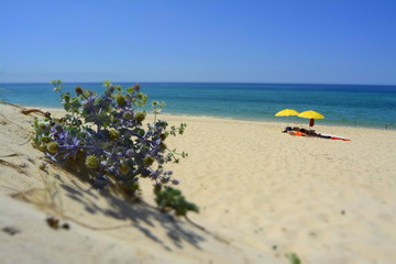 Ocean landscape with beach sea view, sand dune and grass, blue sky with clouds