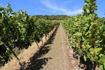 Fototapeta na wymiar Grapes are ripening in the vineyard
