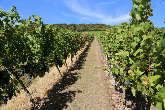 Grapes are ripening in the vineyard