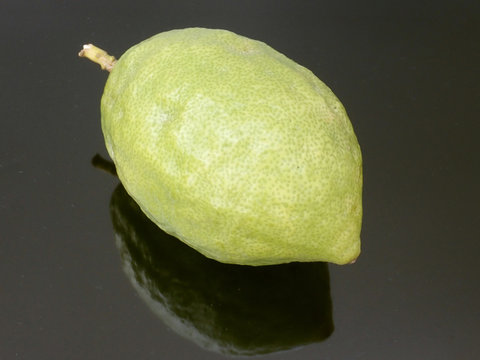 etrog ritual fruit