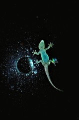 Somewhere. The night lizard hunts on the window.